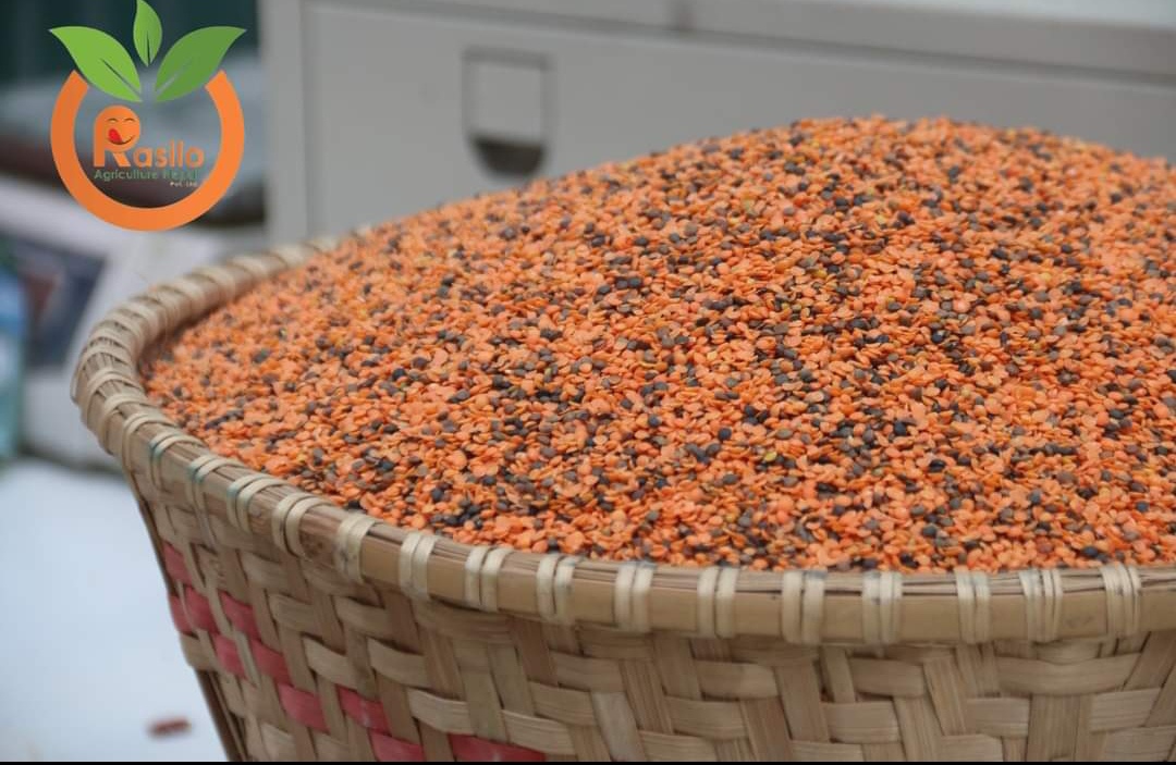 मुसुरो दाल सिन्धुली